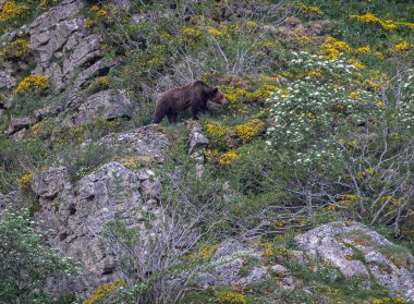 Doğa, çeşitli poziyonlarda kahverengi ayıları ve yuvalarında yavrularıyla leylekleri gözlemler. 