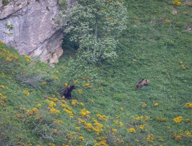 Doğa, çeşitli poziyonlarda kahverengi ayıları ve yuvalarında yavrularıyla leylekleri gözlemler. 