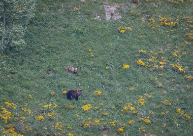 Doğa, çeşitli poziyonlarda kahverengi ayıları ve yuvalarında yavrularıyla leylekleri gözlemler. 