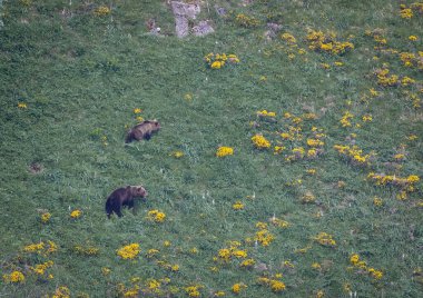 Doğa, çeşitli poziyonlarda kahverengi ayıları ve yuvalarında yavrularıyla leylekleri gözlemler. 