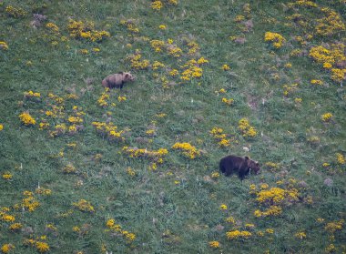 Doğa, çeşitli poziyonlarda kahverengi ayıları ve yuvalarında yavrularıyla leylekleri gözlemler. 