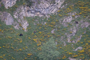 Doğa, çeşitli poziyonlarda kahverengi ayıları ve yuvalarında yavrularıyla leylekleri gözlemler. 