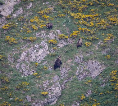 Doğa, çeşitli poziyonlarda kahverengi ayıları ve yuvalarında yavrularıyla leylekleri gözlemler. 