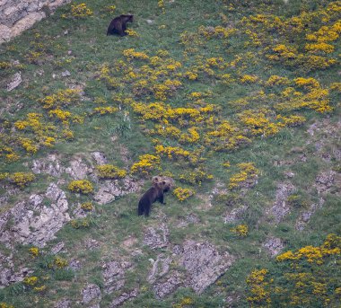 Doğa, çeşitli poziyonlarda kahverengi ayıları ve yuvalarında yavrularıyla leylekleri gözlemler. 