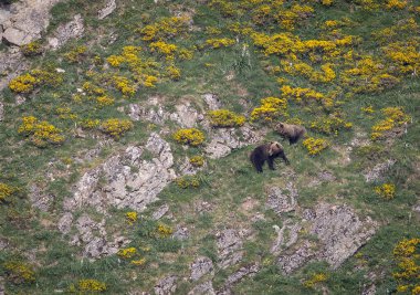 Doğa, çeşitli poziyonlarda kahverengi ayıları ve yuvalarında yavrularıyla leylekleri gözlemler. 