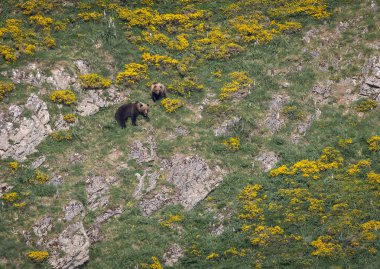 Doğa, çeşitli poziyonlarda kahverengi ayıları ve yuvalarında yavrularıyla leylekleri gözlemler. 