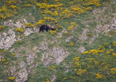 Doğa, çeşitli poziyonlarda kahverengi ayıları ve yuvalarında yavrularıyla leylekleri gözlemler. 
