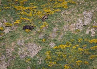 Doğa, çeşitli poziyonlarda kahverengi ayıları ve yuvalarında yavrularıyla leylekleri gözlemler. 