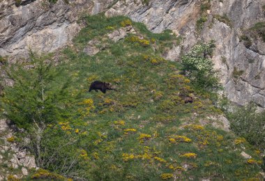 Doğa, çeşitli poziyonlarda kahverengi ayıları ve yuvalarında yavrularıyla leylekleri gözlemler. 