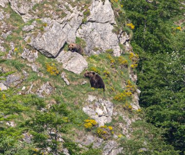 Doğa, çeşitli poziyonlarda kahverengi ayıları ve yuvalarında yavrularıyla leylekleri gözlemler. 
