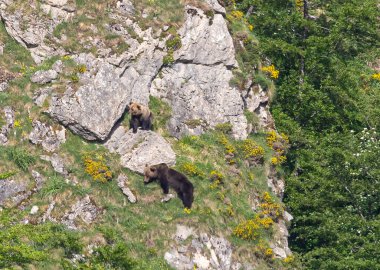 Doğa, çeşitli poziyonlarda kahverengi ayıları ve yuvalarında yavrularıyla leylekleri gözlemler. 