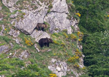 Doğa, çeşitli poziyonlarda kahverengi ayıları ve yuvalarında yavrularıyla leylekleri gözlemler. 