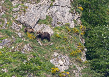 Doğa, çeşitli poziyonlarda kahverengi ayıları ve yuvalarında yavrularıyla leylekleri gözlemler. 