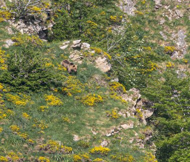 Doğa, çeşitli poziyonlarda kahverengi ayıları ve yuvalarında yavrularıyla leylekleri gözlemler. 