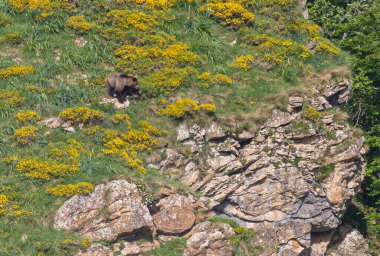 Doğa, çeşitli poziyonlarda kahverengi ayıları ve yuvalarında yavrularıyla leylekleri gözlemler. 