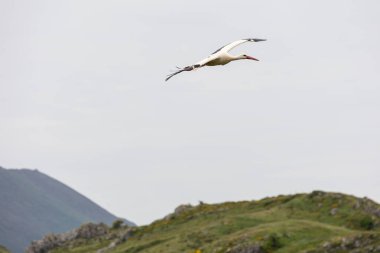 Doğa, çeşitli poziyonlarda kahverengi ayıları ve yuvalarında yavrularıyla leylekleri gözlemler. 
