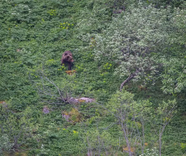 Doğa, çeşitli poziyonlarda kahverengi ayıları ve yuvalarında yavrularıyla leylekleri gözlemler. 