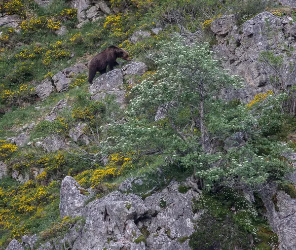 Doğa, çeşitli poziyonlarda kahverengi ayıları ve yuvalarında yavrularıyla leylekleri gözlemler. 