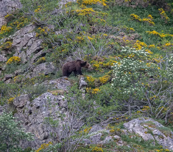 Doğa, çeşitli poziyonlarda kahverengi ayıları ve yuvalarında yavrularıyla leylekleri gözlemler. 