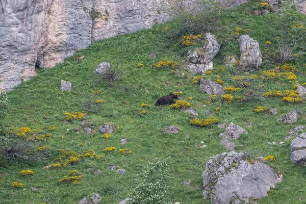 Doğa, çeşitli poziyonlarda kahverengi ayıları ve yuvalarında yavrularıyla leylekleri gözlemler. 