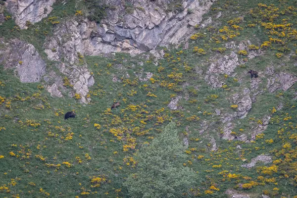 Doğa, çeşitli poziyonlarda kahverengi ayıları ve yuvalarında yavrularıyla leylekleri gözlemler. 