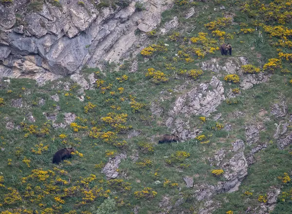 Doğa, çeşitli poziyonlarda kahverengi ayıları ve yuvalarında yavrularıyla leylekleri gözlemler. 