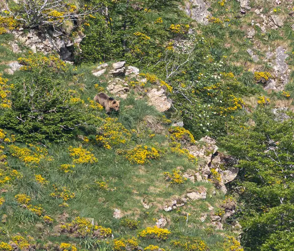 Doğa, çeşitli poziyonlarda kahverengi ayıları ve yuvalarında yavrularıyla leylekleri gözlemler. 