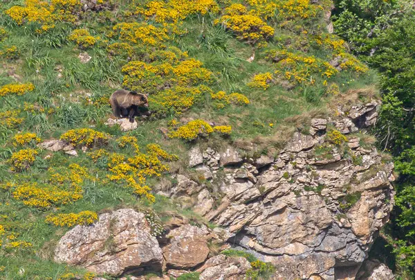 Doğa, çeşitli poziyonlarda kahverengi ayıları ve yuvalarında yavrularıyla leylekleri gözlemler. 