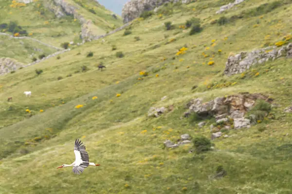 Doğa, çeşitli poziyonlarda kahverengi ayıları ve yuvalarında yavrularıyla leylekleri gözlemler. 