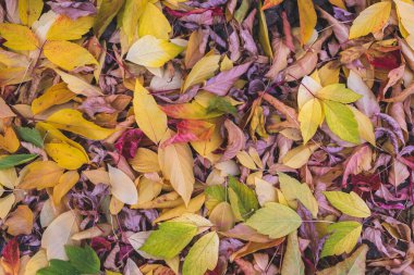 Kırmızı, sarı ve kahverengi Ekim sonbahar yaprakları orman zemininde