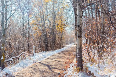 Walking path through snow covered forest in winter clipart