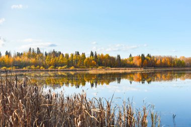 View of autumn trees and blue sky reflections in Lacombe Lake clipart