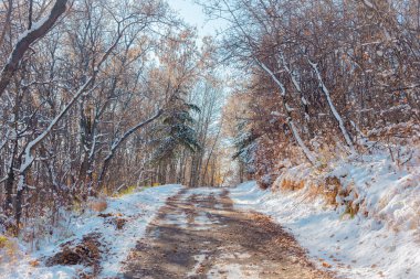 Path through snow covered winter forest on sunny day clipart