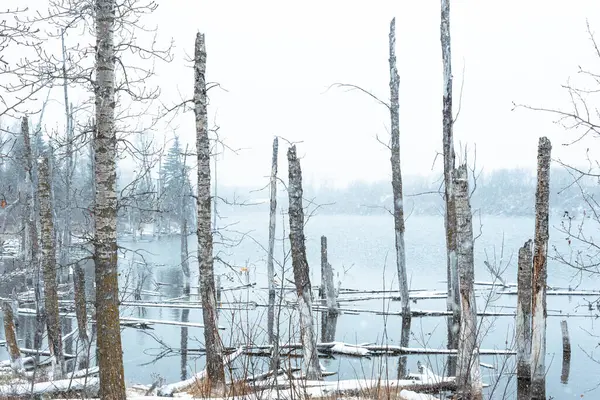 stock image Lake and trees in winter during snow storm