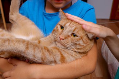 Kucaklayan kedi, evcil hayvan ve yaşam tarzı konsepti