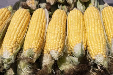 Bir sürü taze mısır, yiyecek arka planı.