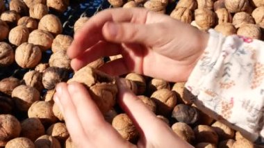 Cleaning the kernel of fresh nuts from the shells and skins.