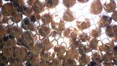 Stirring nuts on an outdoor dryer in the fresh air and sun.