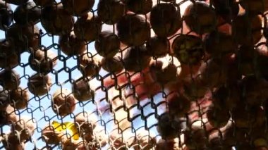 The girl rakes the nuts lying on the grid for drying.