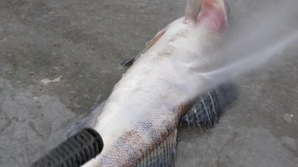用高压水柱清洗鳞片上的鱼 — 图库视频影像