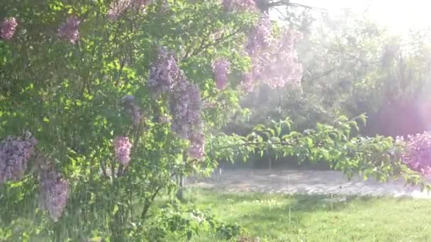 Otomatik Sulama Sistemi Çiçek Açan Yeşil Bir Çalıyı Sular — Stok video