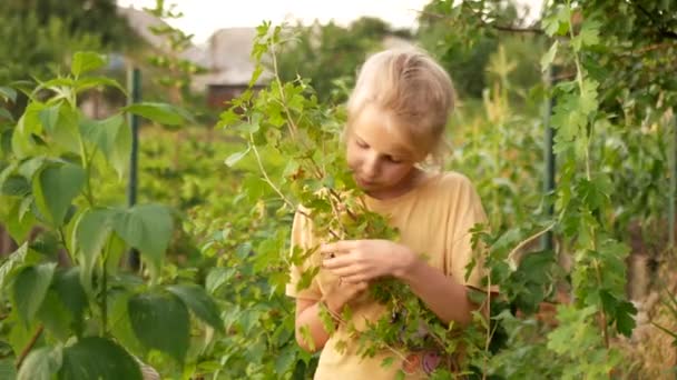 Child Eats Fresh Berries Golden Currants Plucking Them Bush — Stock Video