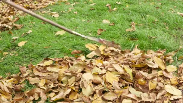 Gardener Rakes Fallen Leaves Lawn Green Grass — Stock Video