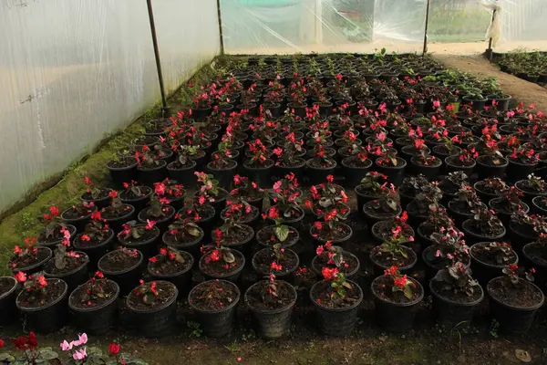 Bahçecilik Konsepti Olan Saksıdaki Kırmızı Çiçekler — Stok fotoğraf