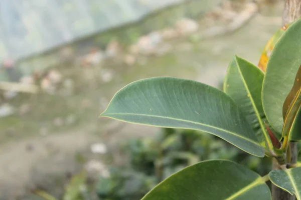 Крупним Планом Знімок Рослини Зеленим Листям — стокове фото
