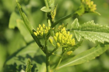 Bir tarladaki kinoa bitkisinin seçmeli odak noktası.