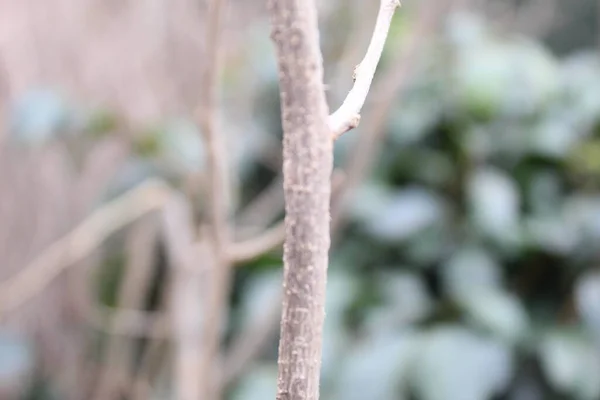 Вибірковий Знімок Фокусу Рослини Кіока Полі — стокове фото