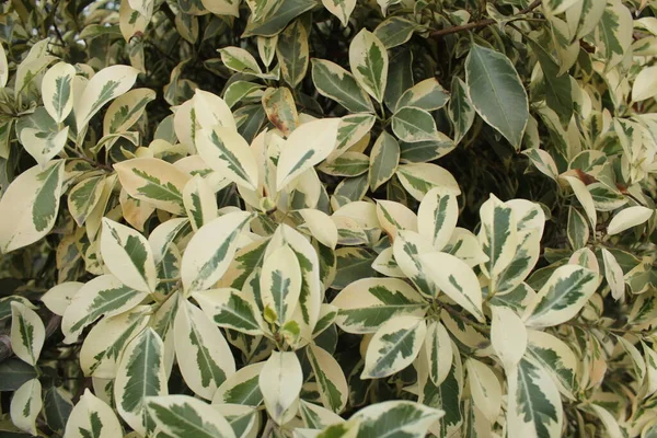 Closeup Shot Plant Green Leaves — Stock Photo, Image