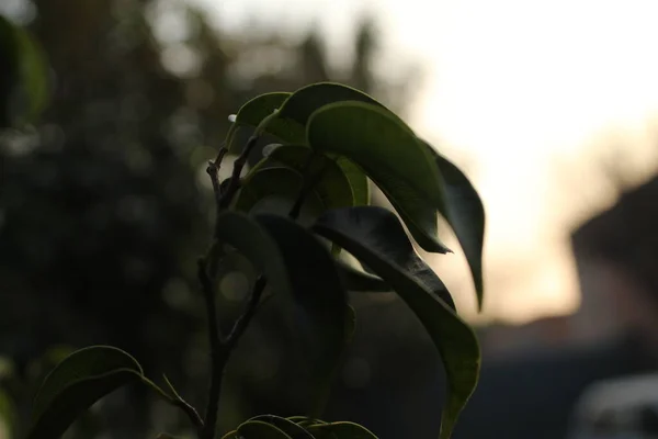 植物の葉の選択的フォーカスショット — ストック写真
