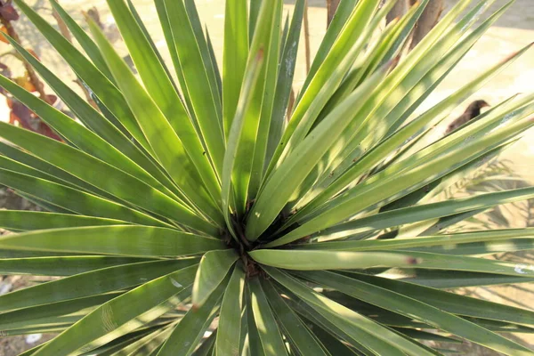 stock image Closeup shot of a plant with green leaves